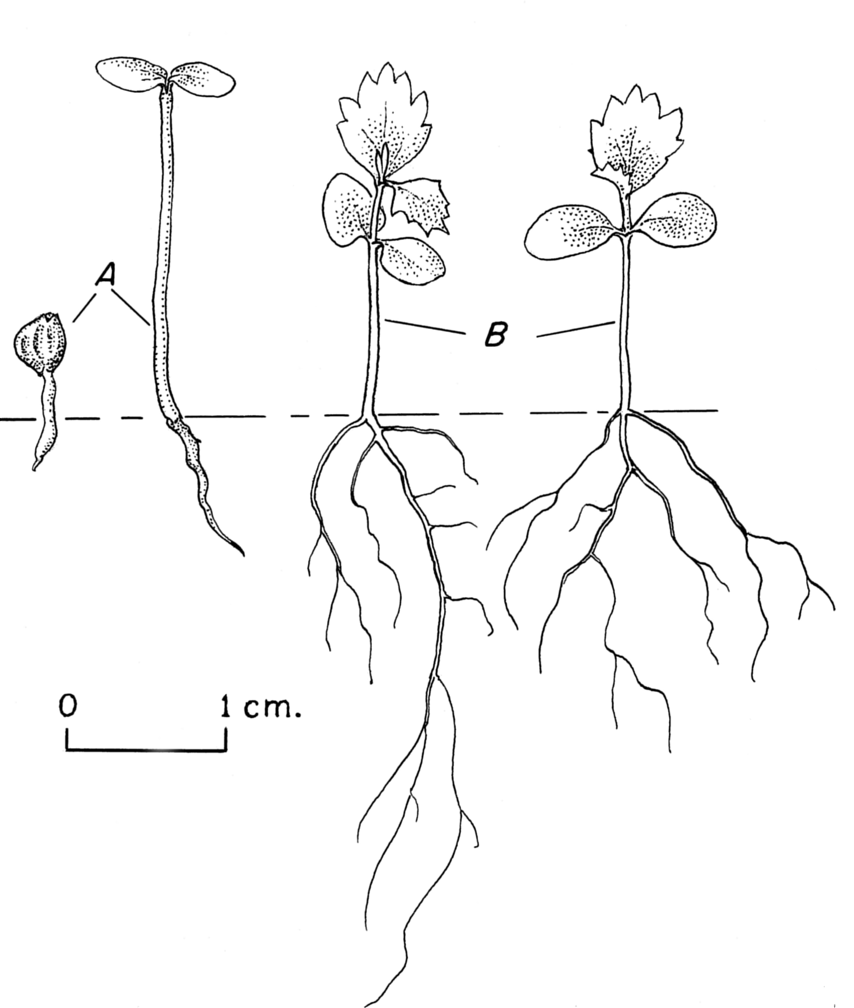 Les Dessins Et Les Schemas Scientifiques Secondaire Alloprof