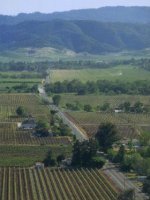 Un champ de vignes de la vallée de Napa