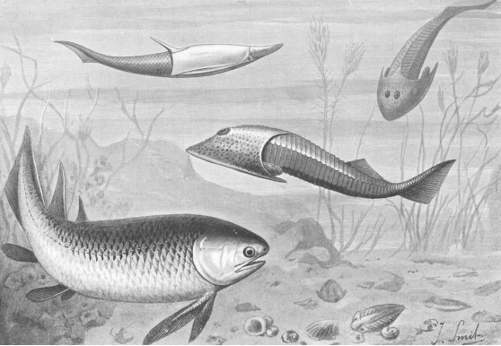 Poissons