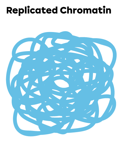 The DNA looks like a more compact ball of yarn, because the amount of chromatin has doubled.