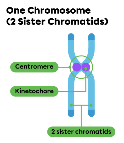 A chromosome consisting of two sister chromatids joined at the centre by two kinetochores.