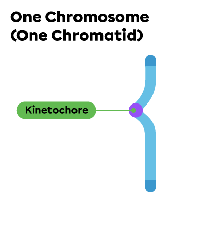 An individual chromatid and its kinetochore.