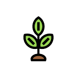 A plant