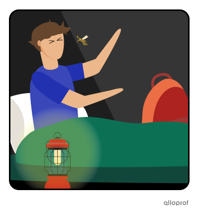Mosquito in a tent