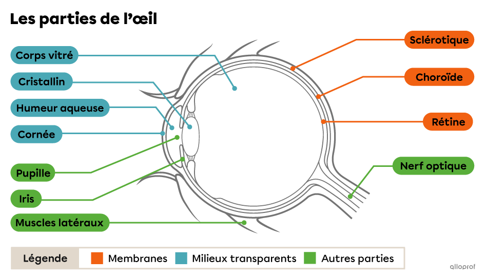 Illustration montrant les différentes parties de l’œil.