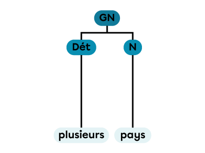 Un groupe nominal constitué d’un déterminant et d’un nom.