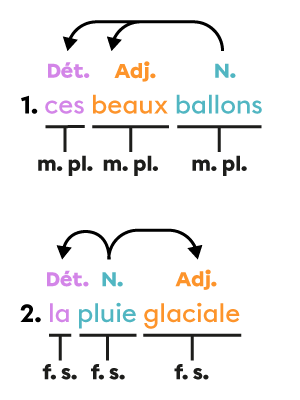 Deux groupes du nom dans lesquels un nom donne son genre et son nombre à un déterminant et à un adjectif.