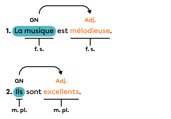 Deux exemples de phrases dans lesquelles l’adjectif s’accorde en genre et en nombre avec le sujet.