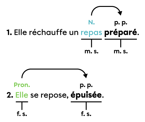 Exemples de phrases dans lesquelles le participe passé employé sans auxiliaire s’accorde en genre et en nombre avec le mot avec lequel il est en relation.