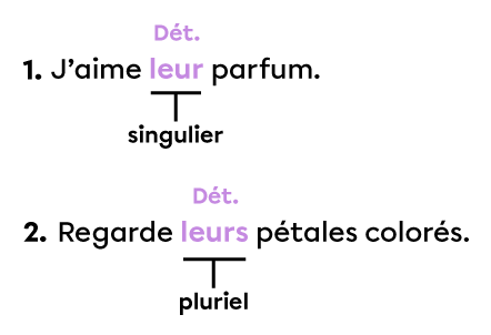 Deux phrases dans lesquelles le mot « leur »  est un déterminant possessif singulier.