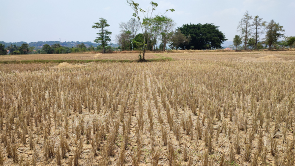 Des champs de riz touchés par la sècheresse en Indonésie.
