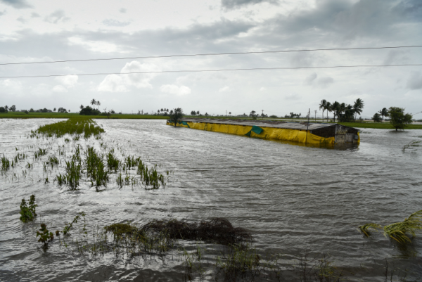 Terres agricoles inondées en Inde.