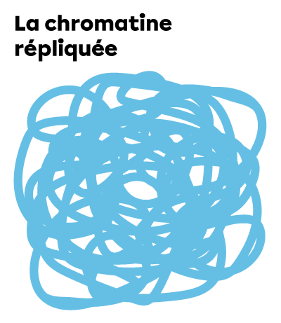 L’ADN ressemble à une pelote de laine plus compacte, car la quantité de chromatine a doublé.