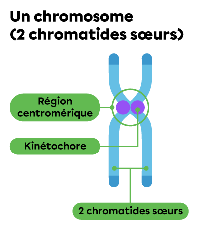 Un chromosome comprenant deux chromatides sœurs jointes au centre par deux kinétochores.