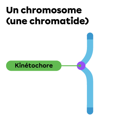 Une chromatide individuelle et son kinétochore