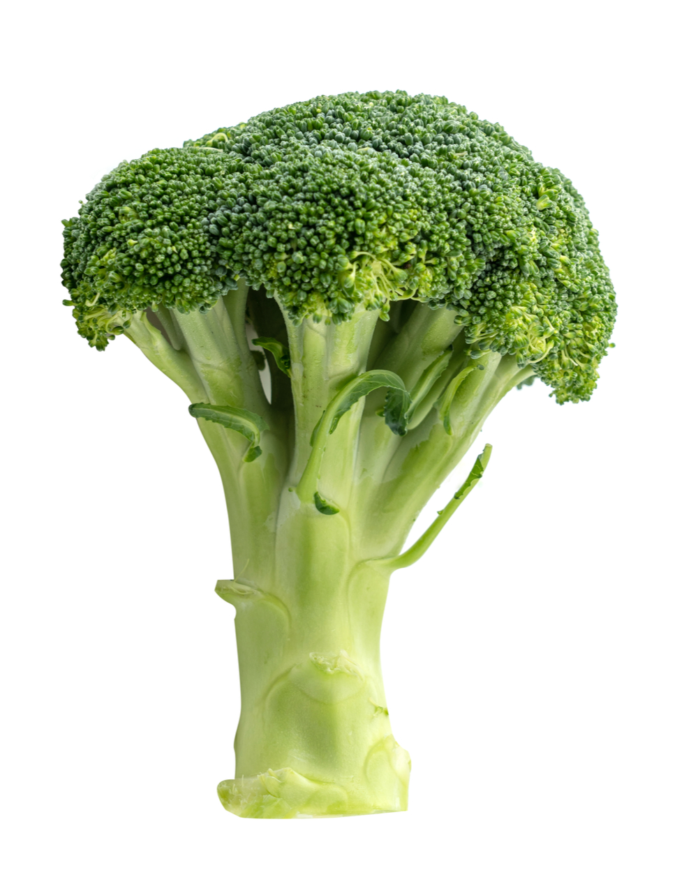 Un brocoli