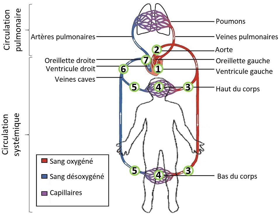 Les circulations systémique et pulmonaire (grande et petite