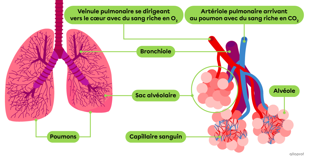 Schéma Des échanges Gazeux Au Niveau Des Alvéoles Pulmonaires Les échanges gazeux pulmonaires | Secondaire | Alloprof
