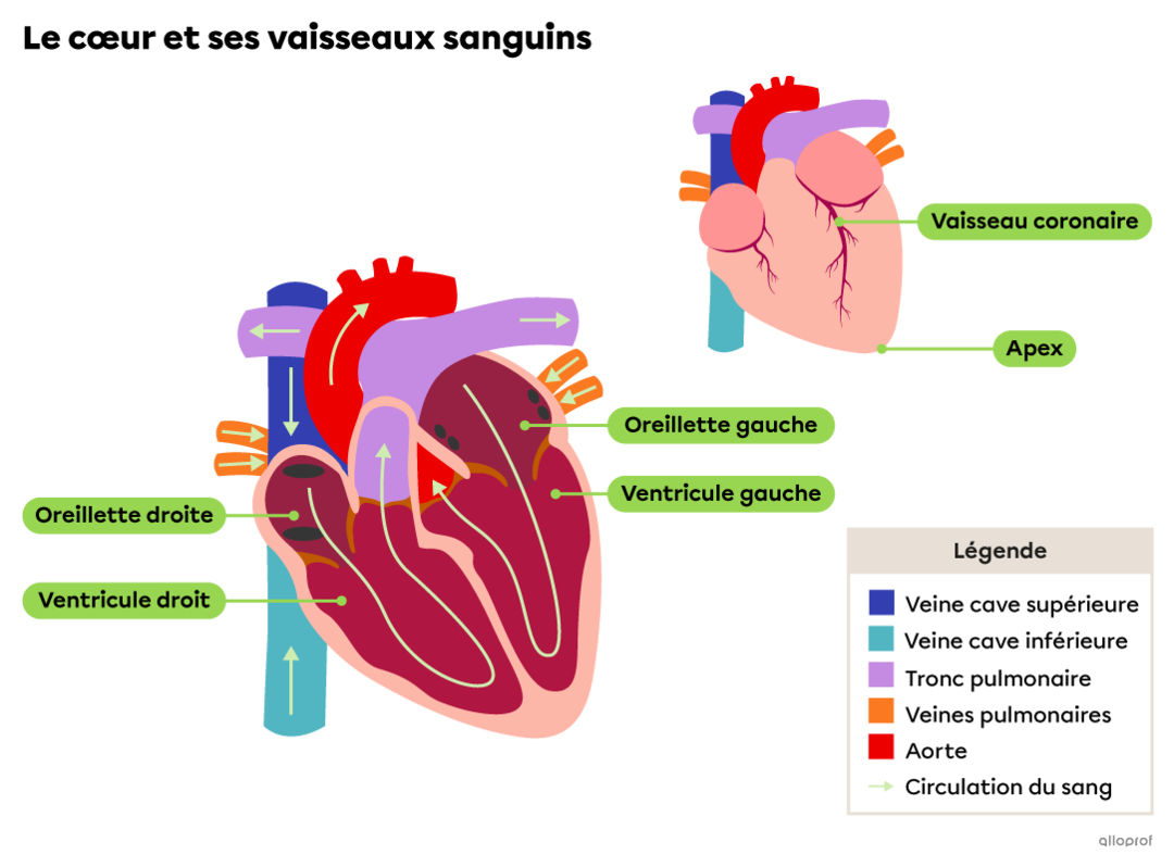 Le système circulatoire et son anatomie | Secondaire | Alloprof