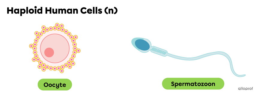 Haploid and Diploid Cells (Advanced Concepts) Biology Diagrams