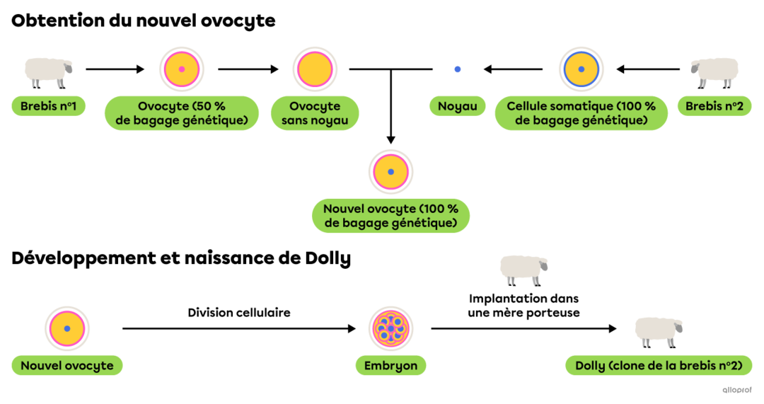 Le clonage Secondaire Alloprof — free download