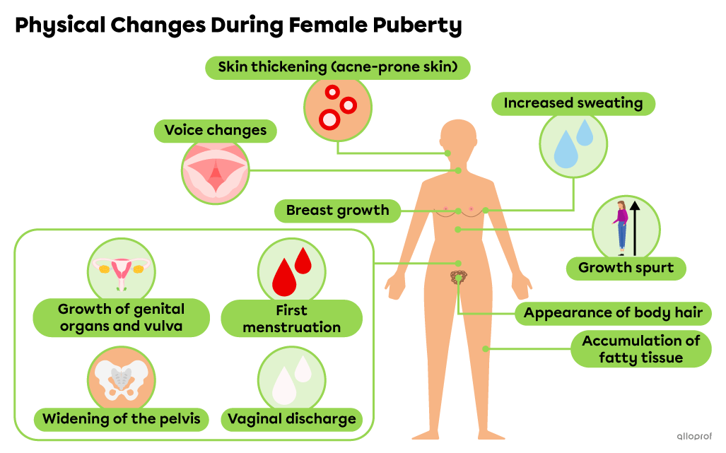 Developing Female Hormones and Female Puberty | Secondaire | Alloprof