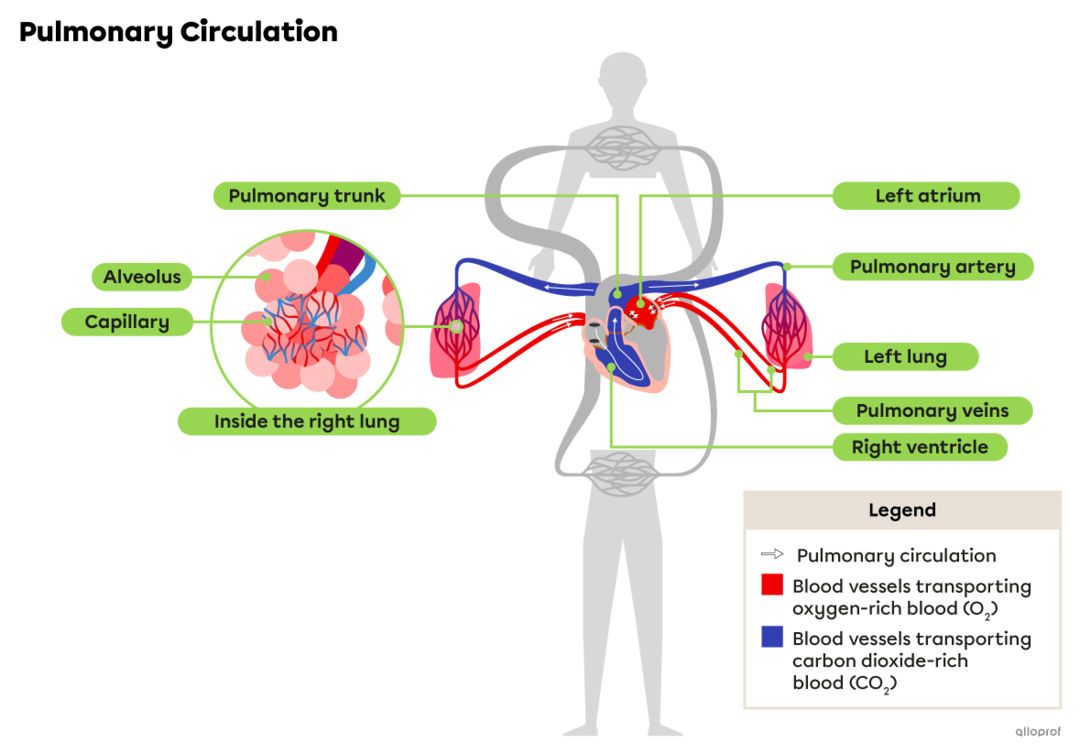 Pulmonary and Systemic Circulations Secondaire Alloprof