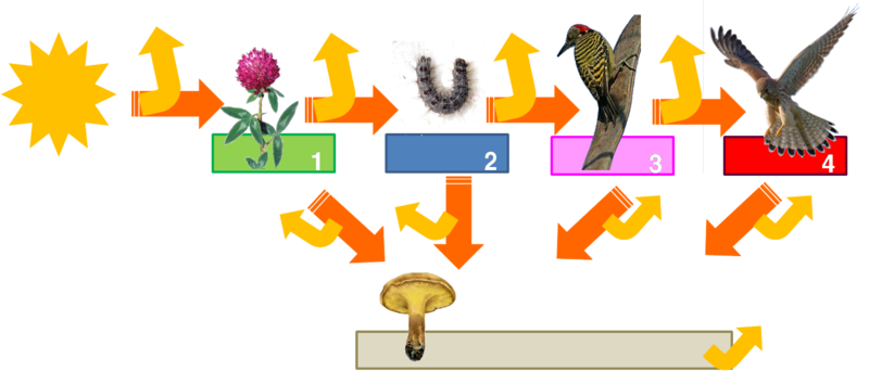 Energy flux along the food chain