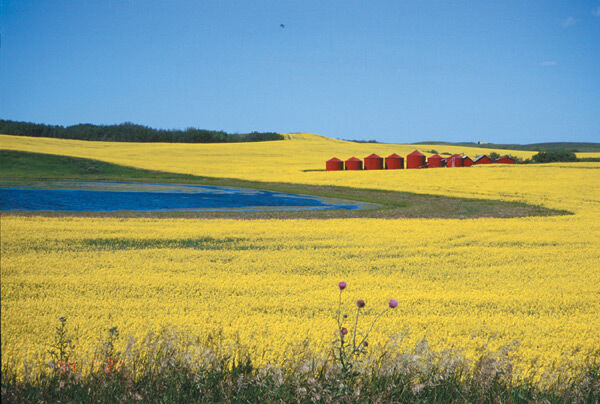 Un exemple des vastes champs agricoles qui recouvrent les prairiesUn exemple des vastes champs agricoles qui recouvrent les prairies