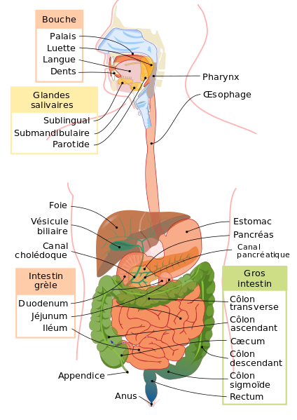 Le système digestif et son anatomie | Alloprof