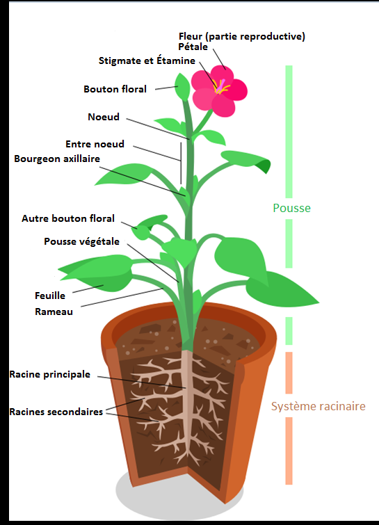 Les Procedes Explicatifs Secondaire Alloprof Les Procedes Explicatifs Secondaire Alloprof