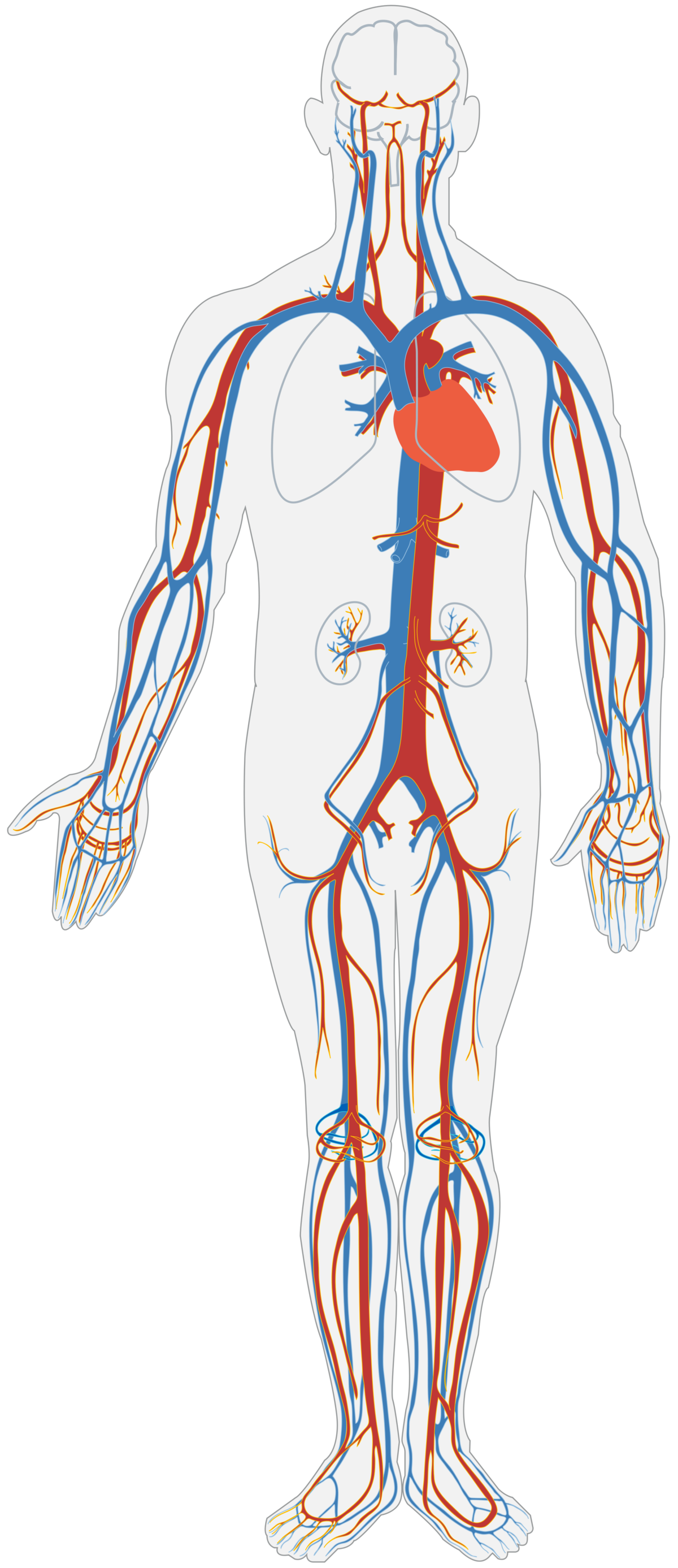 le systeme circulatoire et son anatomie alloprof le systeme circulatoire et son anatomie