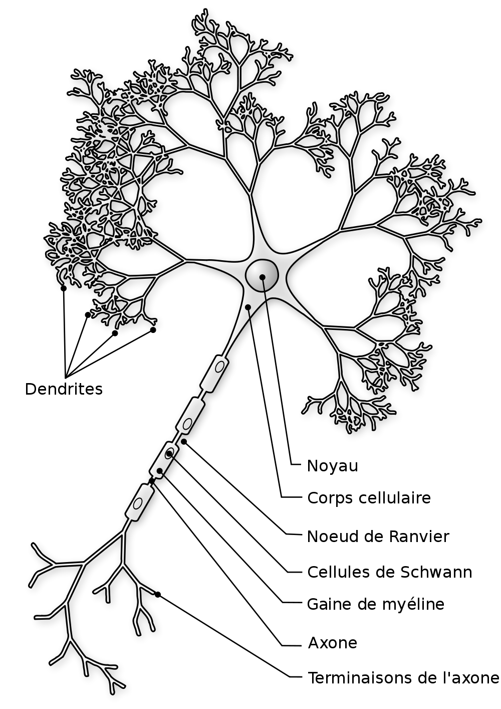 schéma d'un neurone