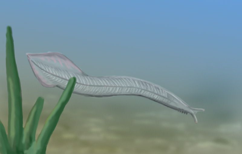 Cambrian