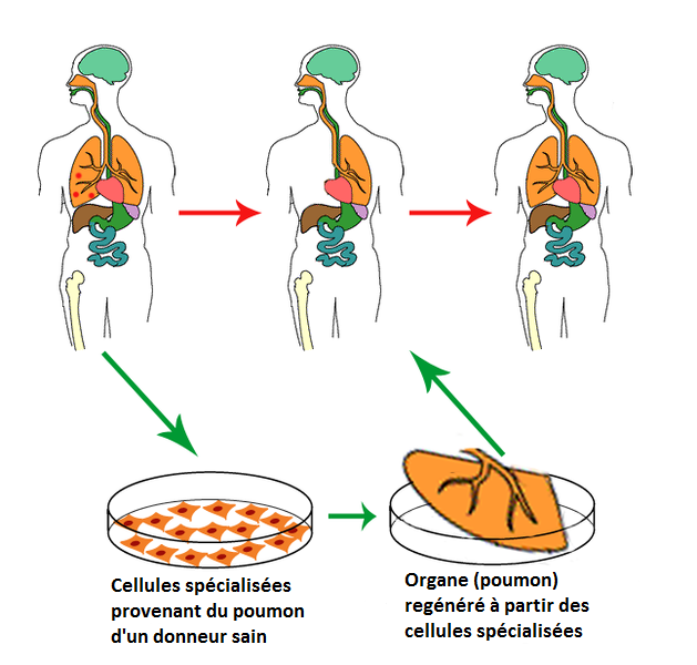 Cellules