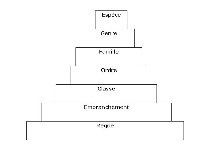 La Classification Des Vivants (taxonomie) | Alloprof