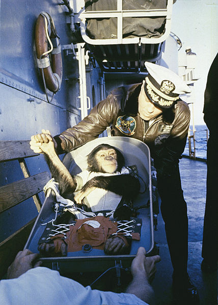 Un chimpanzé du programme Mercury