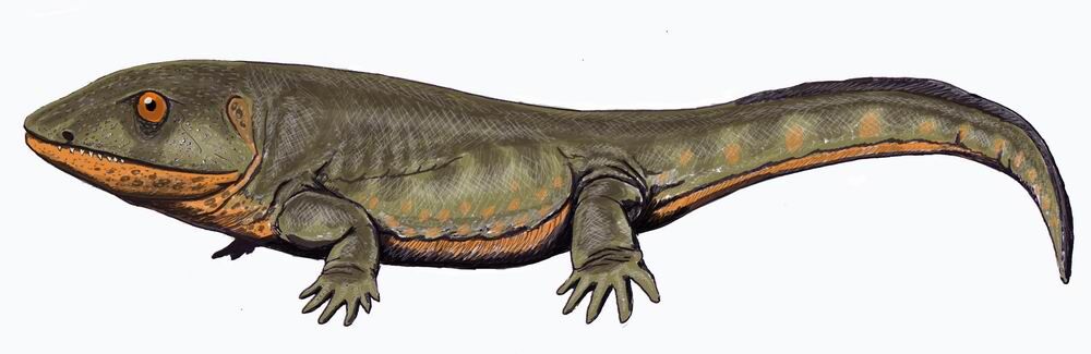 carboniferous period timeline