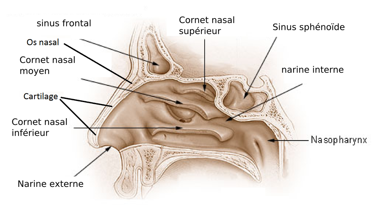 l odorat et le nez alloprof