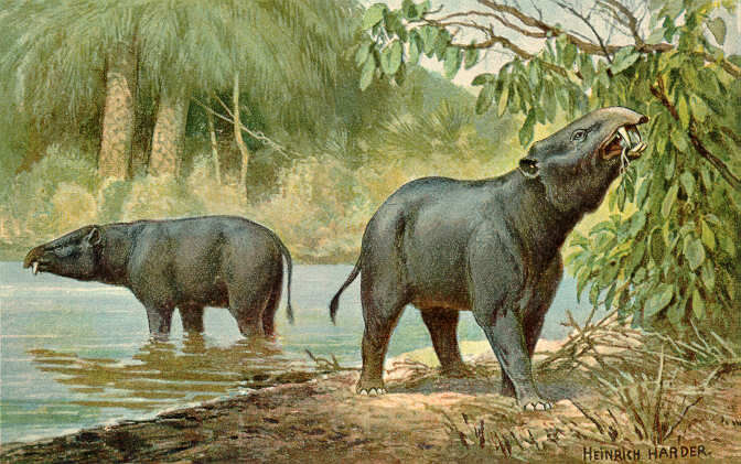 Paleogene