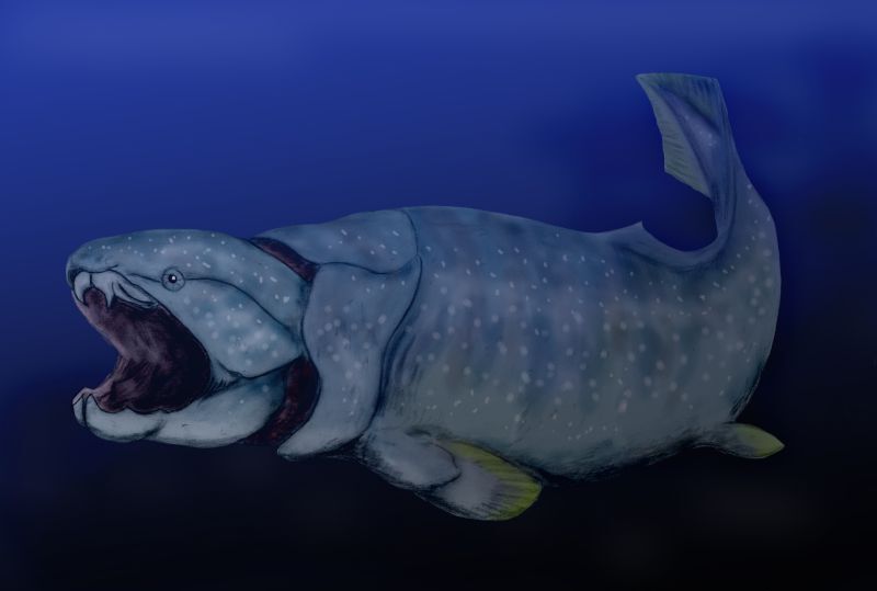 Fish