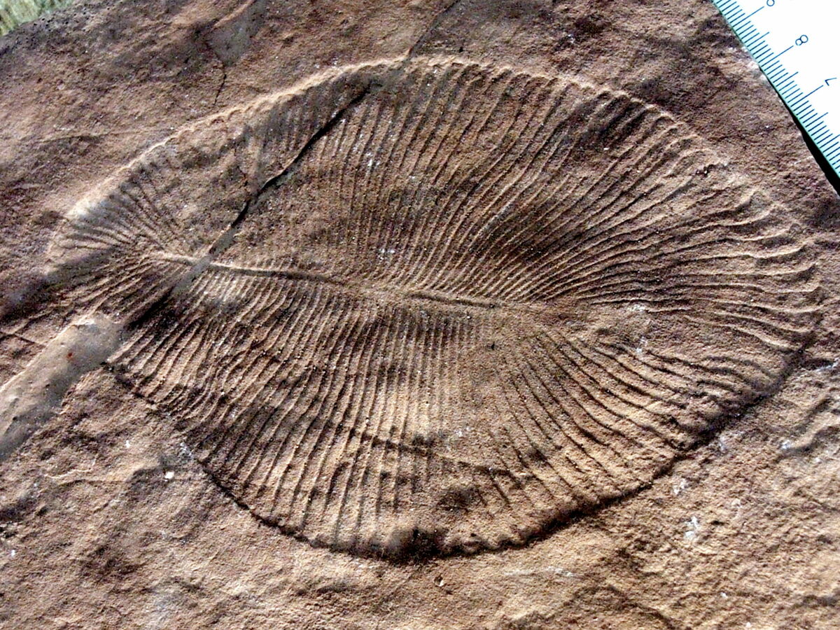 Precambrian