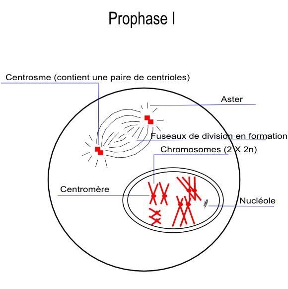 prophase 1 picture