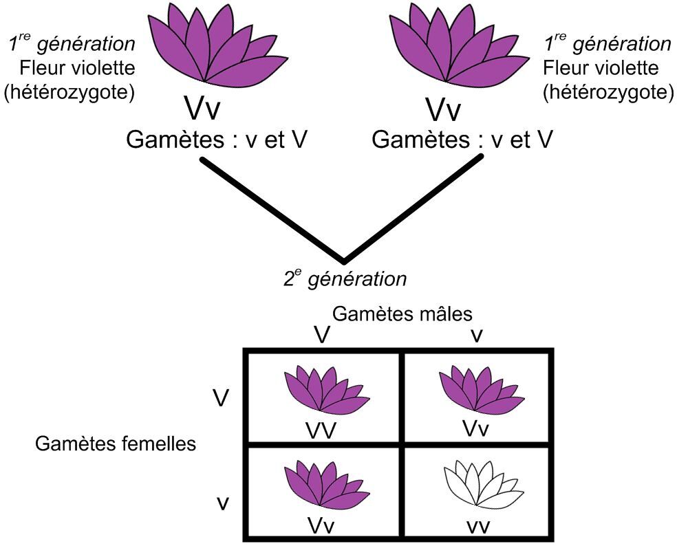 Les croisements (les lois de Mendel) | Alloprof