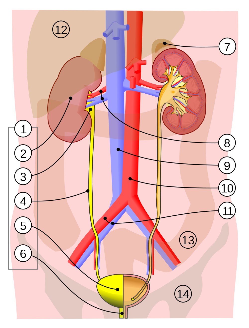 Le Système Excréteur Lanatomie Du Système Urinaire Alloprof 0802