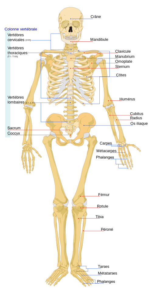 Le Squelette Et Les Os | Secondaire | Alloprof
