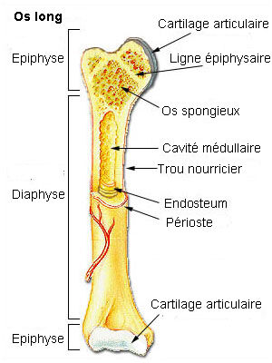 Le squelette et les os | Secondaire | Alloprof