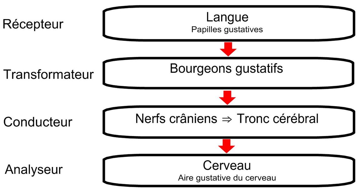 La Langue Et Le Gout Secondaire Alloprof