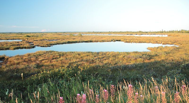 Bog near Havre-Saint-Pierre