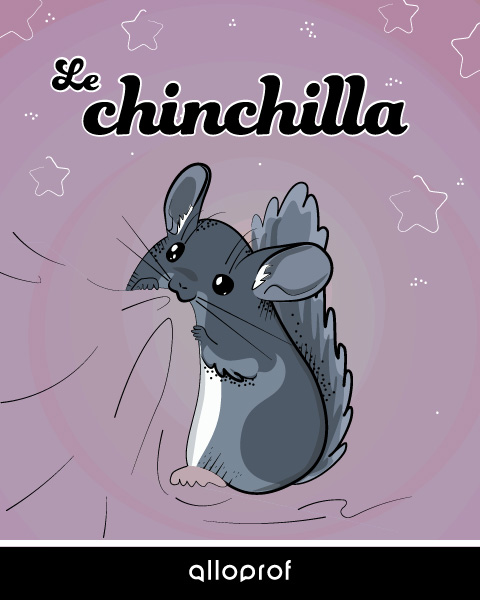 Le chinchilla